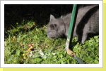 Klicken Sie auf das Bild, um es zu vergrößern