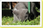 Klicken Sie auf das Bild, um es zu vergrößern
