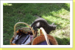 Klicken Sie auf das Bild, um es zu vergrößern