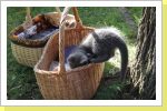Klicken Sie auf das Bild, um es zu vergrößern